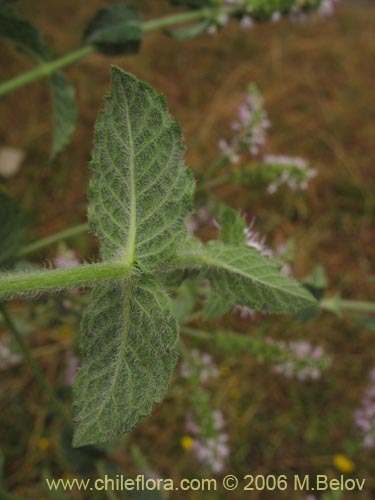 Bild von Mentha aquatica (Hierba buena / Bergamota / Sándalo de agua). Klicken Sie, um den Ausschnitt zu vergrössern.